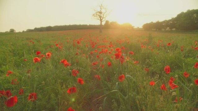 Beautiful view of the field red common poppy flowers (Papaver rhoeas) with sunset sky
