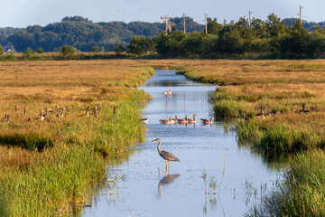 Landschaftidyll mit Graureiher und Gänsen bei Zingst an der Ostsee. © Karl