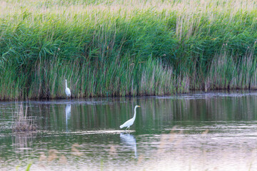 Fototapeta premium Landschaftidyll mit Silberreiher bei Zingst an der Ostsee.