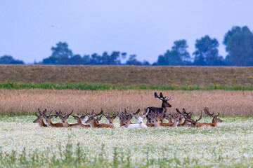 Damhirsche auf einer blühenden Wiese bei Zingst an der Ostsee.