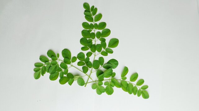 branch of green moringa leaves,tropical herbs isolated on white background
