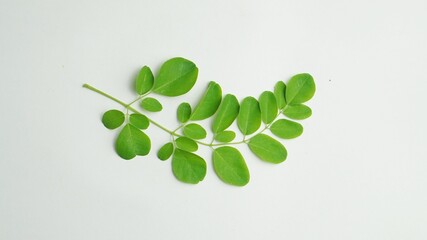 branch of green moringa leaves (daun kelor) on white background