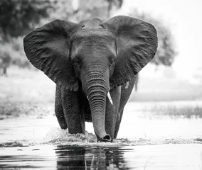Foto op Aluminium Grayscale shot of an African elephant walking through a shallow river © Den483/Wirestock Creators