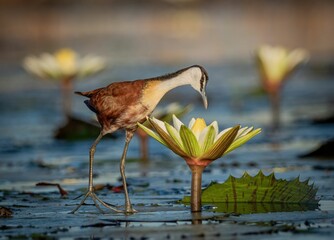 Beautiful Jacanas bird stands in a tranquil body of water near a water lily