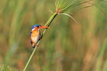 Selective focus shot of a kingfisher bird perched atop a slender stalk of grass