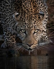 Vertical closeup shot of a beautiful majestic leopard looking at the camera
