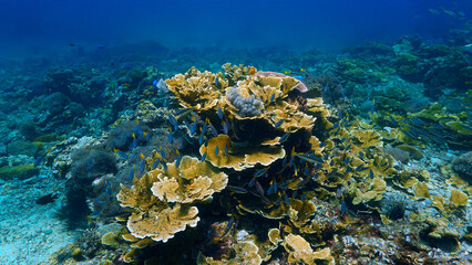 Naklejka na ściany i meble Underwater photo of a beautiful coral reef
