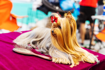 Yorkshire terrier with a beautiful hairstyle and a red bow. Small dog at the pet show. Close up