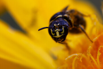 The little beetle