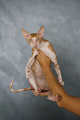 Cat Cornish Rex is sitting in the arms of the owner