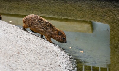 Adorable baby beaver stands atop a riverbank, poised to take a sip of water from the river below - obrazy, fototapety, plakaty