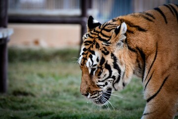 Majestic Bengal tiger walking across a grassy terrain in a zoo environment