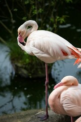 Obraz premium Pink flamingo standing near a lake in a zoo setting