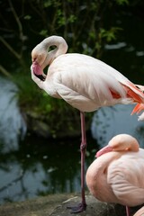Pink flamingo standing near a lake in a zoo setting