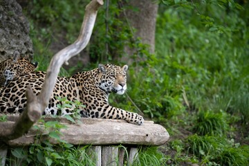 Naklejka na ściany i meble Majestic jaguar lying and resting in its natural habitat in a lush woodland
