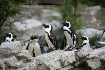 Fototapeta premium Colony of African penguins perched atop a rocky ledge