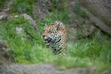 Majestic Jaguar roaming in a grassy field in its natural habitat