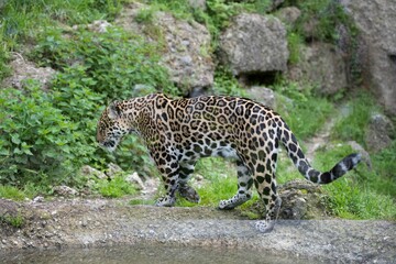 Fototapeta na wymiar Majestic Jaguar roaming in a grassy field in its natural habitat