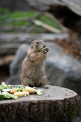Close-up shot of an adorable small ground squirrel atop a tree stump, nibbling on a nut or seed