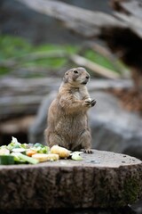 Close-up shot of an adorable small ground squirrel atop a tree stump, nibbling on a nut or seed