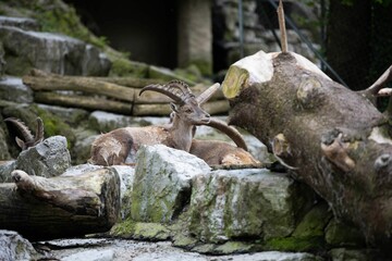 Alpine ibex laying on a rocky surface in the zoo