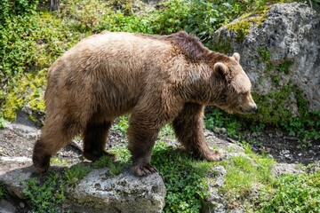 Majestic brown Grizzly bear walking along the rocks on a sunny day in summer