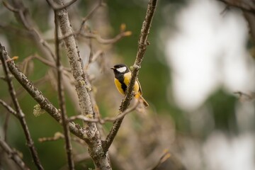 Closeup of a Great tit perched on a branch of a tree