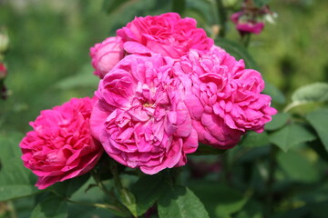 pink rose bush