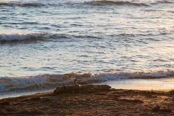 浜辺に打ち上げられた古木
