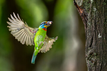 Taiwan barbet 