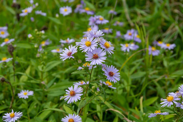 Obraz premium 秋の野原のユウゼンギク 