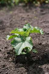 Young pumpkin leaves in the garden in summer