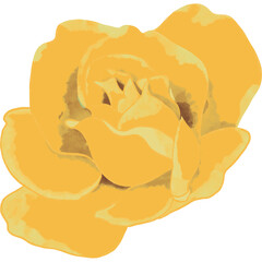 Yellow rose. Rose illustration.