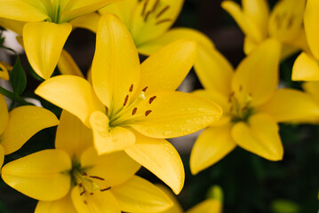 Yellow lily flowers in the summer garden