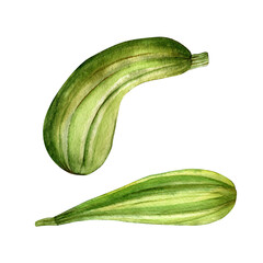 Clipart. Hand drawn zucchini isolated on white background. Watercolor illustration. Poster, postcard, vegetables.