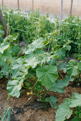 Organic cucumbers grow in summer on a garden bed