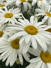Fototapeta premium White daisies