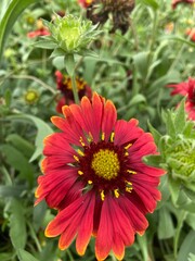 Red gaillardia flower