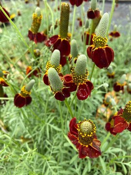 Red ratibida flower
