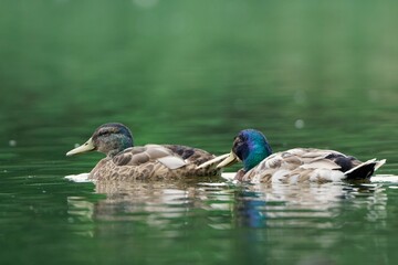Summer evening with pair of mallard ducks.