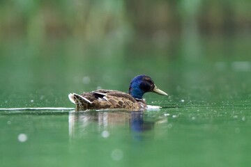 Beatiful mallard duck swimming across the pond.