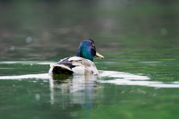 Beautiful male mallard duck on colorful light background