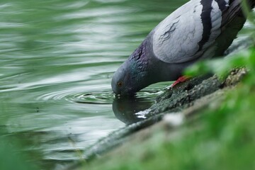 Pigeon drinking water from the pond at the park.
