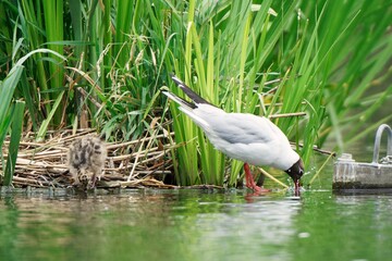 A young black-headed gull with it's parent drinking water from the pond.
