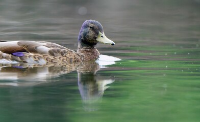 Beautifuly looking male mallard swimming at the pond.