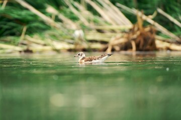 Young black-headed gull swimming at the pond, with beautiful summer light.