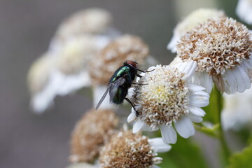 fly on flower