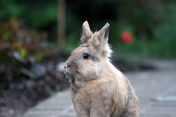   Ein einzelnes Kaninchen sitzt auf einem gepflasterten Weg im Garten und schaut aufmerksam in die...