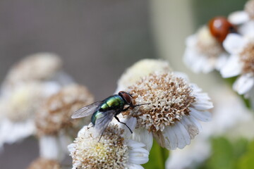 fly on flower