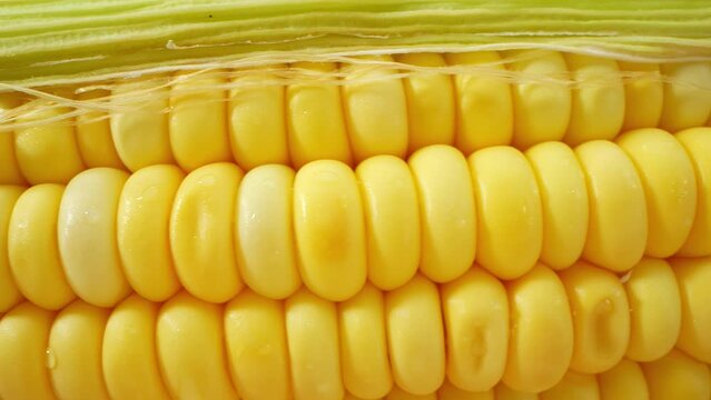 Mesmerizing macro video of sweetcorn captured with a probe lens, revealing its vibrant golden kernels and delicate silk strands, showcasing nature's intricate beauty. Sweetcorn Background. 4K HDR
